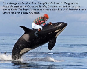 2016-Round-19-Via-Killer-Whale