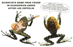 LZ-Frog