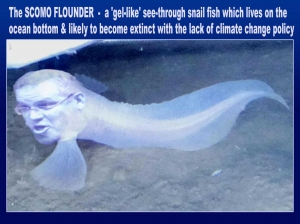 2018-Scomo-Flounder